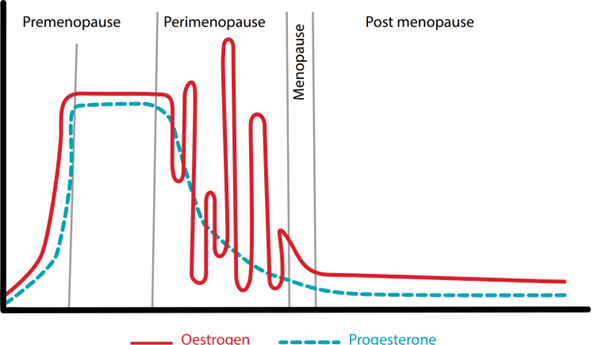 The diagram illustrates the hormonal changes during the perimenopausal phase, including the transition to menopause, with peaks and troughs in levels of estrogen and progesterone.

AI-generated content may be incorrect.