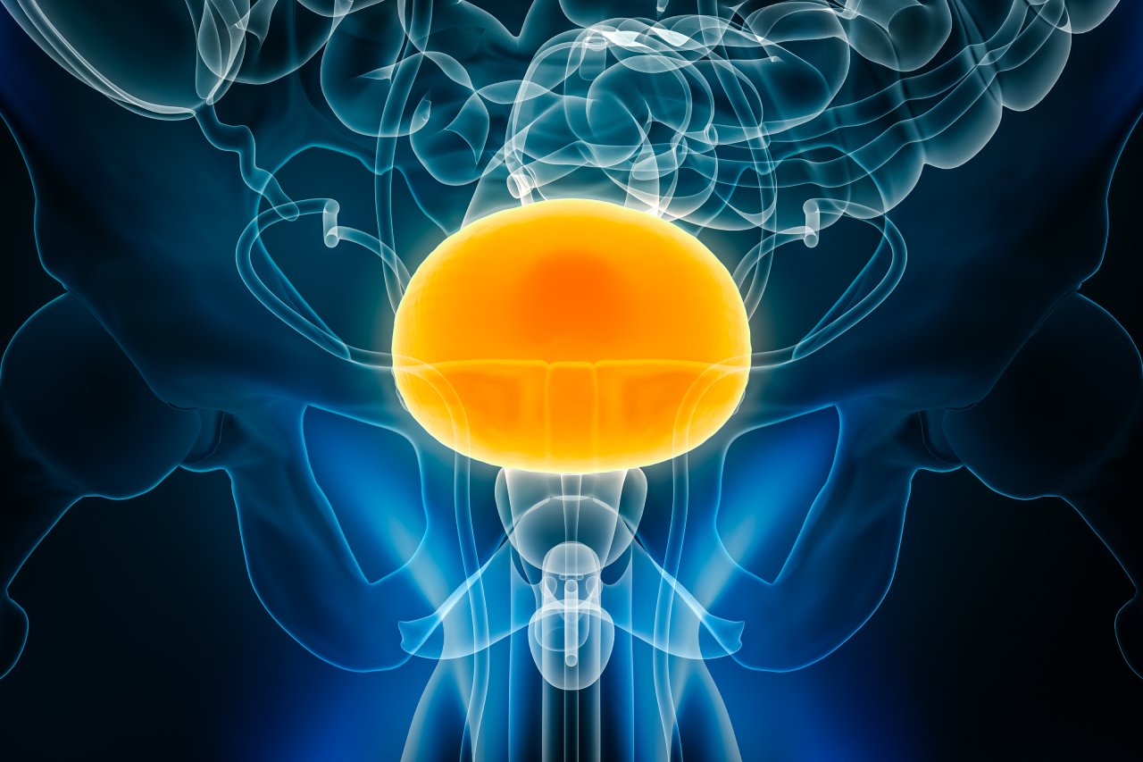bladder-anatomical-poss-lead