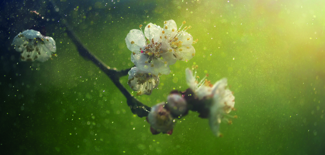 Pollen_tree_blossom.jpg