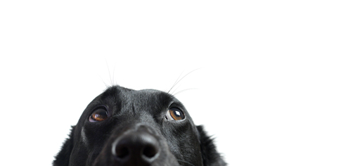 pet health dog.jpg