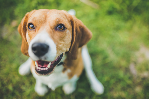 Happy dog_s.jpg